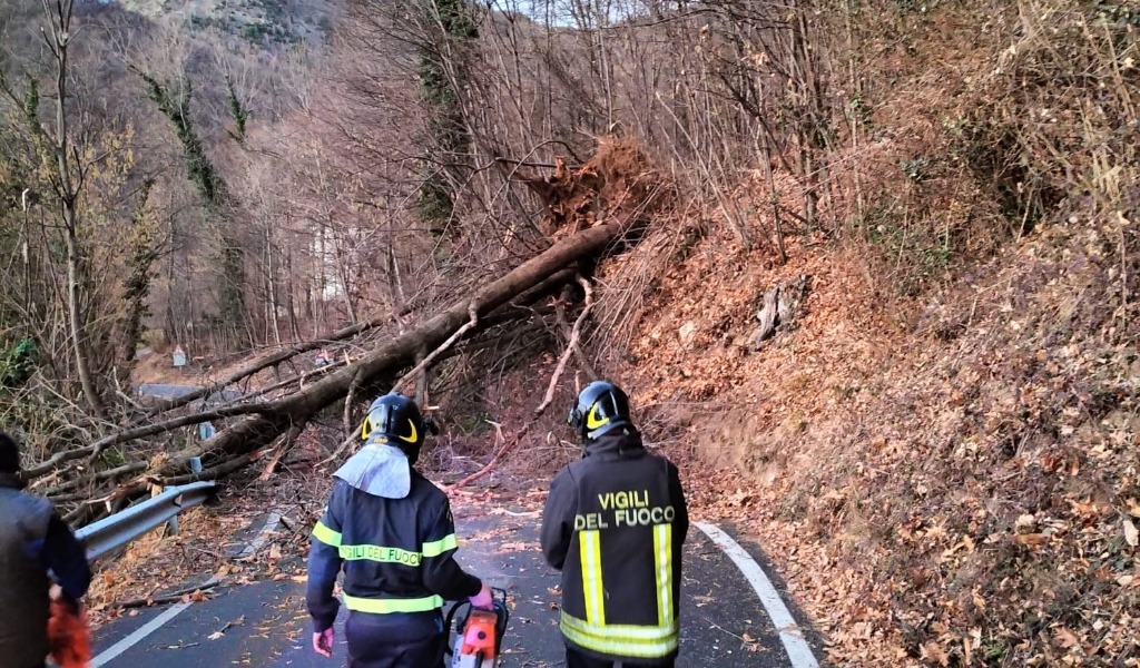 Vento Forte, 7mila Emergenze Per Alberi Pericolosi: Ma Perchè Le Piante ...