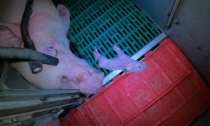 Allevamento degli orrori nel Lodigiano: mutilazioni illegali, carcasse gettate come spazzatura, resti animali dati agli altri maiali