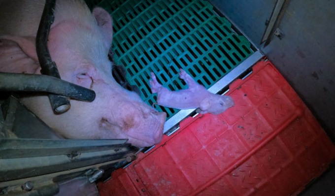 Allevamento degli orrori nel Lodigiano: mutilazioni illegali, carcasse gettate come spazzatura, resti animali dati agli altri maiali