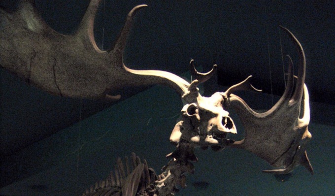 La testa di un enorme cervo megalocero affiora dal Po in secca
