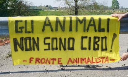 Manifestazione contro gli allevamenti-lager a Sant'Angelo: i volontari arrivano da tutta Italia