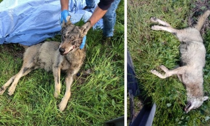 Lupo investito e ucciso da un’auto sulla Statale, lasciato agonizzante a bordo strada