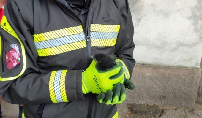 Gazza cade da un albero e finisce in un tombino, salvata dai Vigili del fuoco