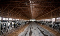 SOS animali nelle stalle lombarde: -10% di latte da mucche stressate per il caldo