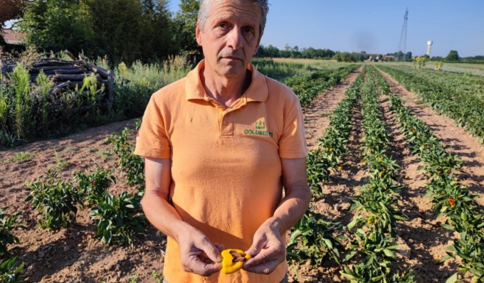 Frutta e verdura ustionate nei campi assediati dal grande caldo e dalla siccità
