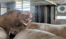 Trasporto di animali vivi con temperature interne di 40°C: il video shock
