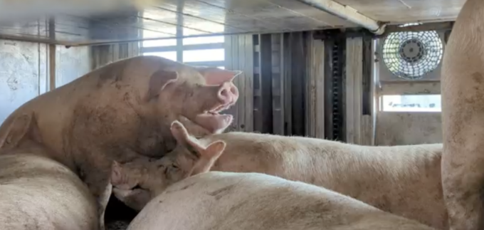 Trasporto di animali vivi con temperature interne di 40°C: il video shock