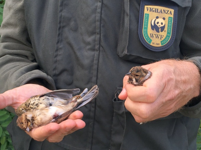 Cattura volatili protetti: beccato il cacciatore