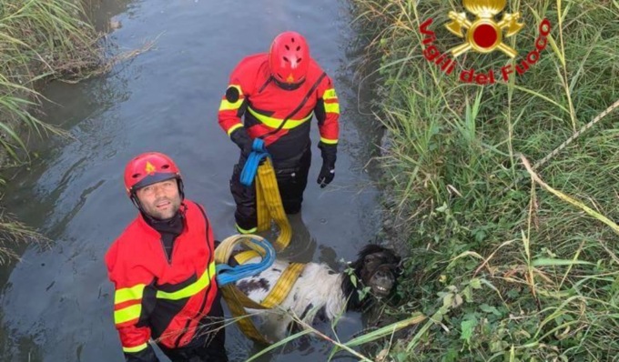 Cavallo cade in un fossato pieno d’acqua: recuperato sano e salvo
