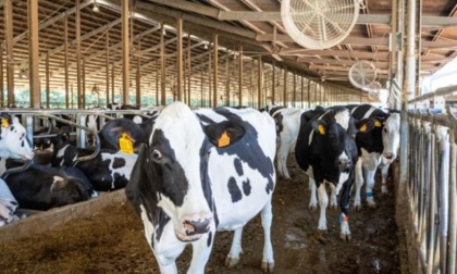 Secugnano: otto mucche uccise e trentacinque ferite a coltellate nell'azienda agricola Fornelli