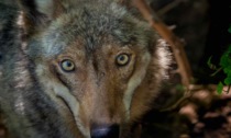 Ucciso un lupo nella notte sulla provinciale tra Maleo e Pizzighettone