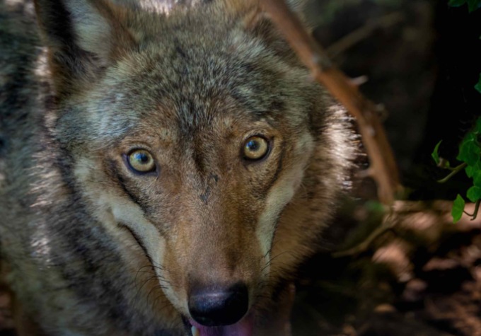 Ucciso un lupo nella notte sulla provinciale tra Maleo e Pizzighettone