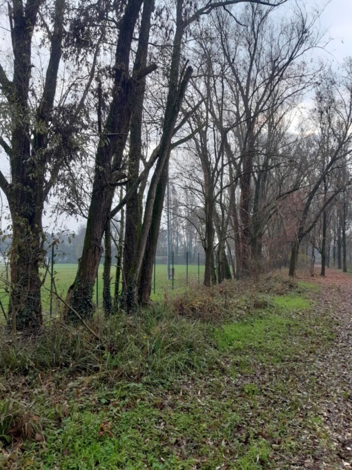 Nuovo bosco urbano a Zorlesco: si parte dal 27 dicembre