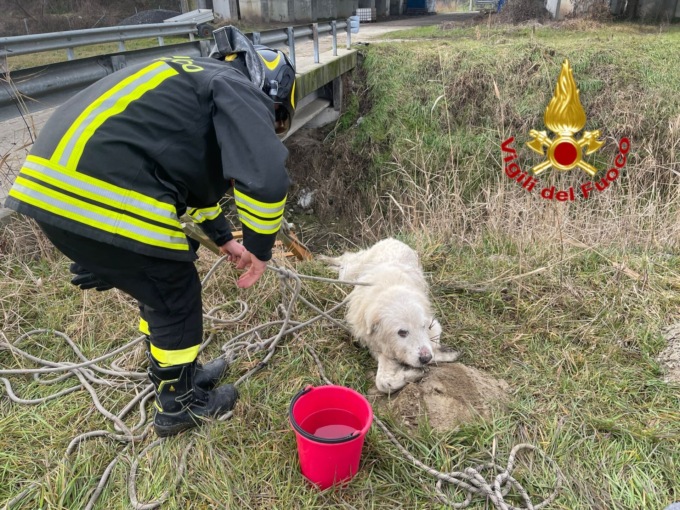 Pastore maremmano cade in un canale, salvato dai Vigili del Fuoco