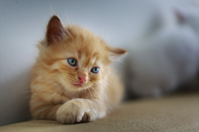 “I gatti più belli del mondo” in esposizione a Maleo