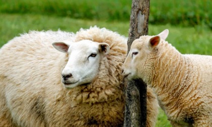 La pastora cambia vita: "Vendo tutte le pecore, ma che non vadano al macello"