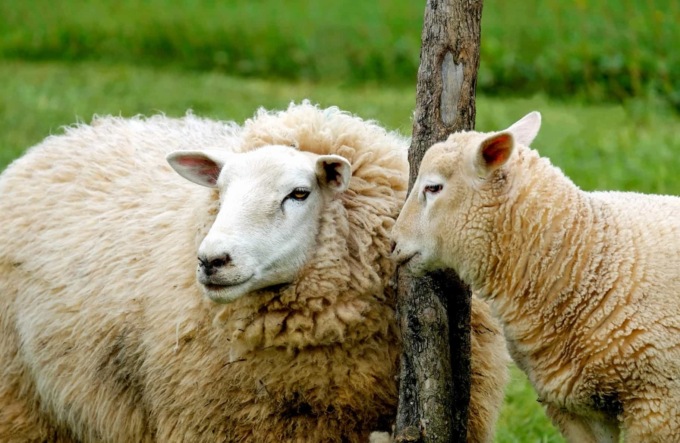 La pastora cambia vita: “Vendo tutte le pecore, ma che non vadano al macello”