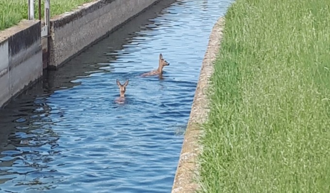 Salvati due caprioli rimasti bloccati in una roggia piena d’acqua