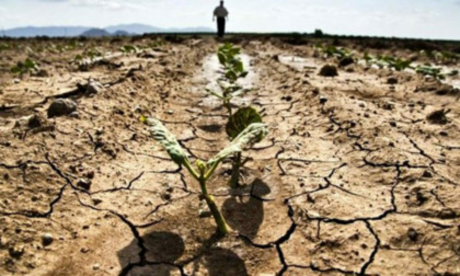 A Lodi un incontro sulla siccità, Borella di CIA: "Salvare le falde per salvare l’agricoltura"