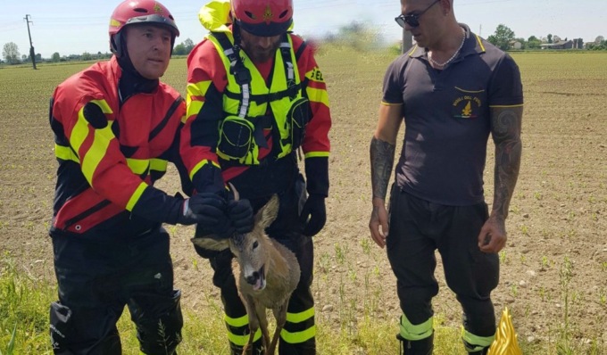 Capriolo cade in un canale pieno d’acqua: il recupero dei Vigili del Fuoco