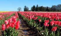 L'iniziativa: un tulipano per aiutare la ricerca sul cancro