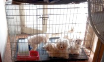 Undici cani maltrattati: anche i volontari lodigiani partecipano al sequestro
