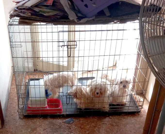 Undici cani maltrattati: anche i volontari lodigiani partecipano al sequestro