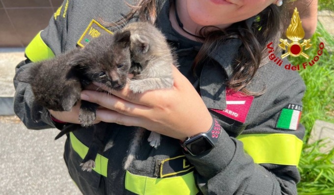 Quattro gattini intrappolati in un tombino: i Vigili del Fuoco li liberano, poi li adottano