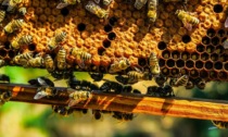 Giornata mondiale delle api: l’apicoltura settore vitale in Lombardia