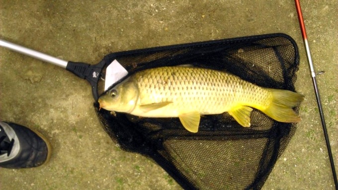 Controlli sui pescatori tra irregolarità e violazioni: oltre mille euro di multe