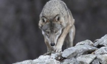 Allarme della Cia Agricoltori: "Branco di dieci lupi davanti alla casa di un agricoltore a Somaglia"