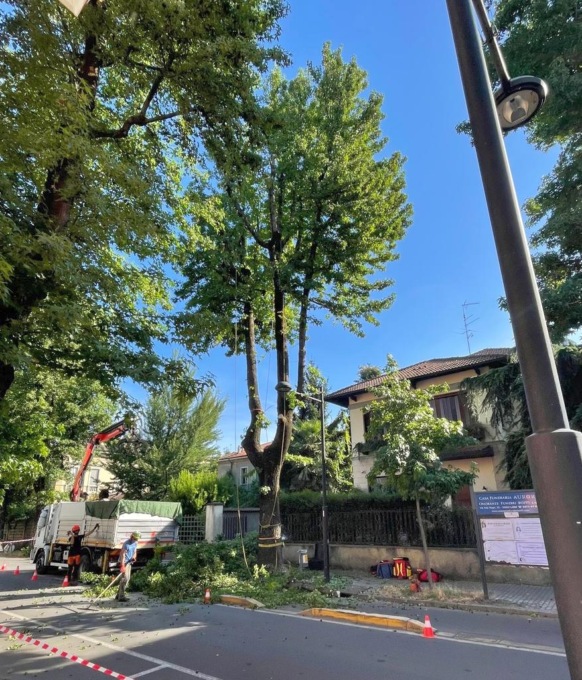 Albero tagliato in centro a Lodi, scatta la polemica in città