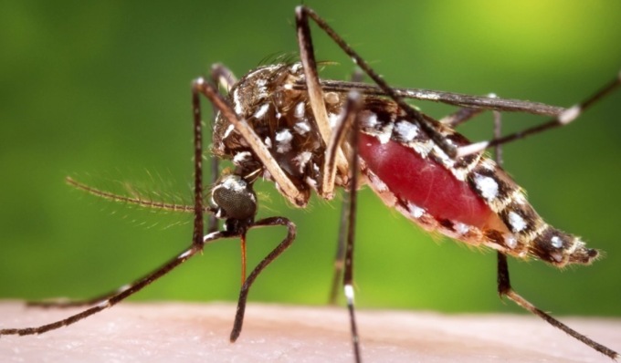 Virus dengue: in Regione Lombardia scatta l’indagine in vista della prossima estate