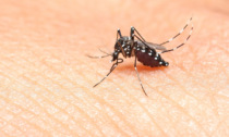 Torna il Virus Dengue nel Lodigiano, 17enne contagiato