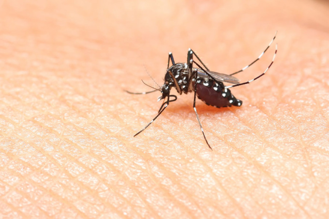 Torna il Virus Dengue nel Lodigiano, 17enne contagiato