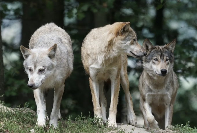 Lupi tra le campagne nel Lodigiano, 29 agnelli sbranati a San Fiorano