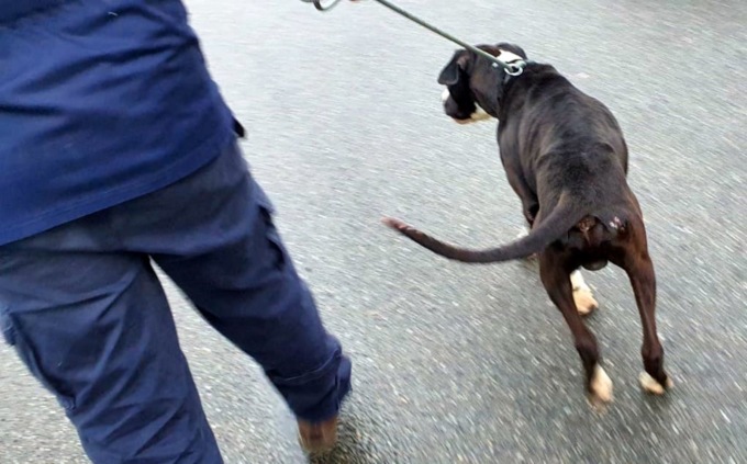 Cercano di separare i cani che litigano e vengono aggrediti, 18enne e 48enne in ospedale a Lodi