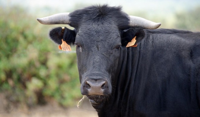 Mungitore ucciso da un toro, condannato a 8 mesi il datore di lavoro