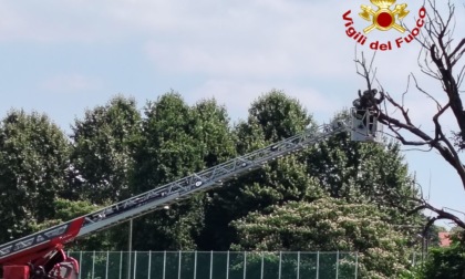 Albero pericolante sulla provinciale, intervengono i Vigili del Fuoco