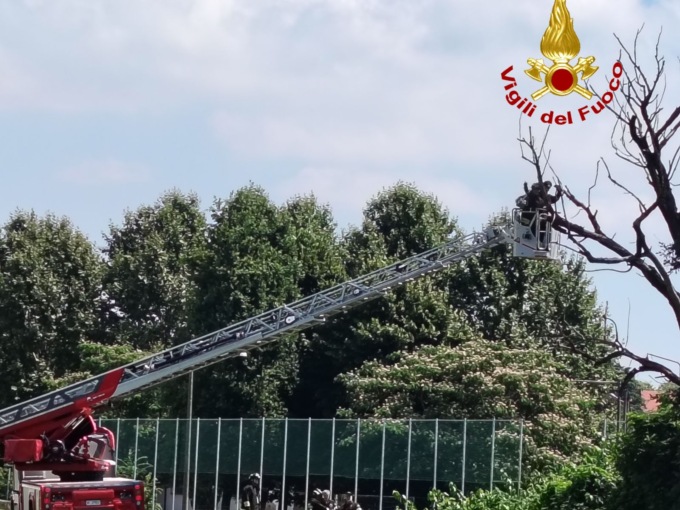 Albero pericolante sulla provinciale, intervengono i Vigili del Fuoco