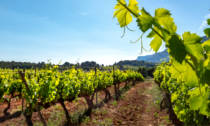 Vendemmia dimezzata nel lodigiano, a San Colombano al Lambro si salvano le uve precoci