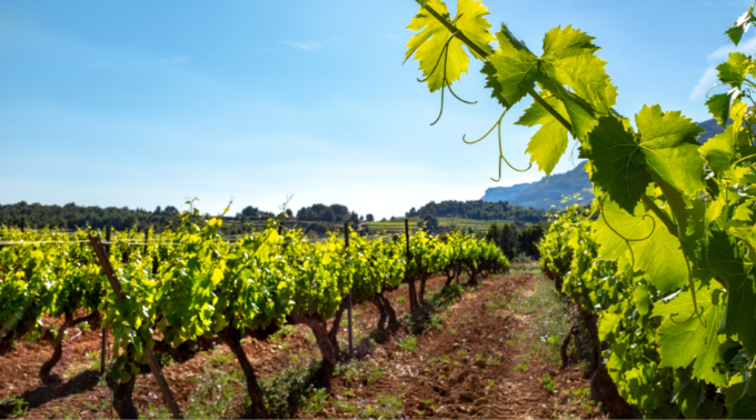 Vendemmia dimezzata nel lodigiano, a San Colombano al Lambro si salvano le uve precoci