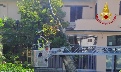 Maltempo nel Lodigiano, albero cade su palazzina: intervengono i Vigili del Fuoco