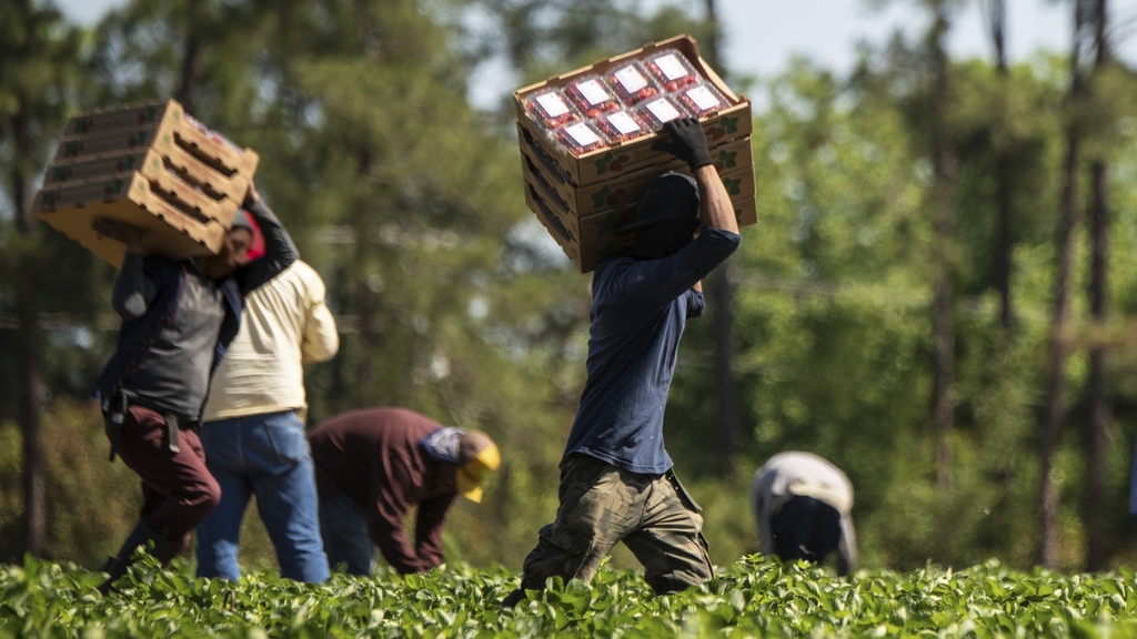 Caporalato: imprenditore agricolo lodigiano non potrà più esercitare la propria attività per un anno (foto di repertorio)