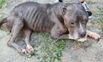 Ridotta pelle e ossa e rinchiusa in una casa disabitata, American Bully salvata dalle Guardie Zoofile