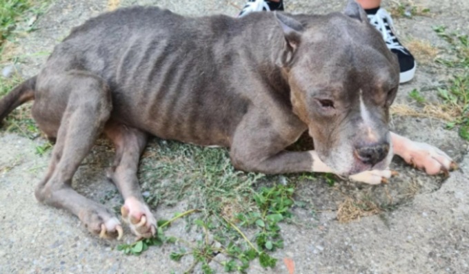 Ridotta pelle e ossa e rinchiusa in una casa disabitata, American Bully salvata dalle Guardie Zoofile