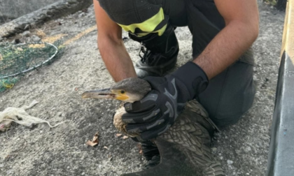 Cormorano in pericolo a Lodi, intervengono i pompieri e lo salvano