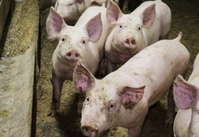 Nuovo focolaio di peste suina nel Lodigiano, 1500 maiali infetti a Castiraga Vidardo