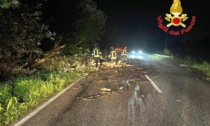 Lungo la strada provinciale 26 alberi schiantati dal vento e dalla pioggia