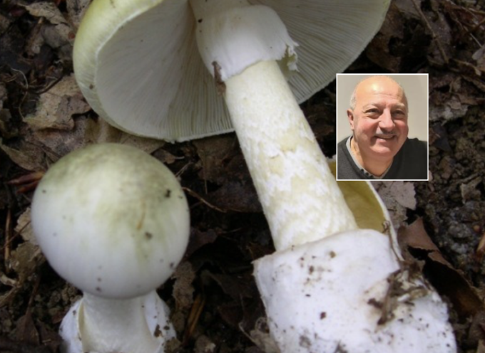 Mangia funghi velenosi, 68enne di Borghetto muore in ospedale in attesa del trapianto di fegato
